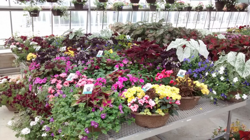 Container plants make a great gift for Mom on Mother's Day.