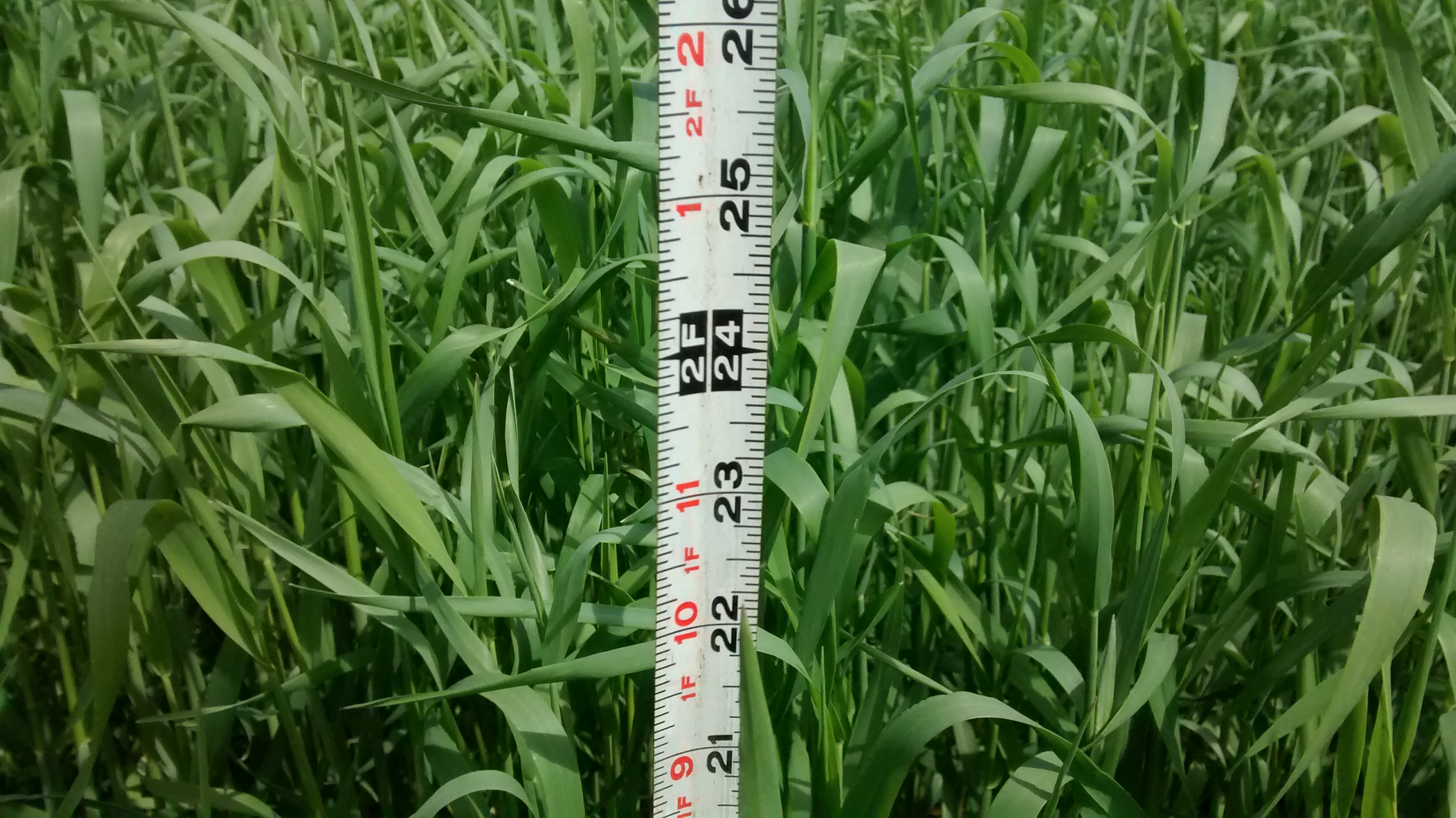 Boot Stage Is The Time To Till Under Rye Cover Crop The Yellow 