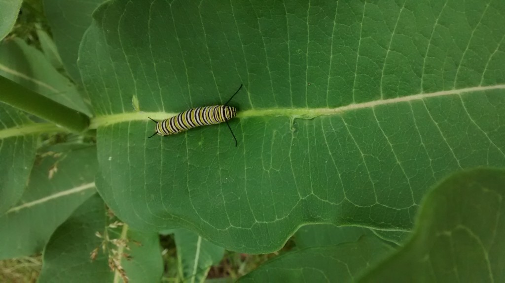 It didn't take long for this caterpillar to disappear into a chrysalis.