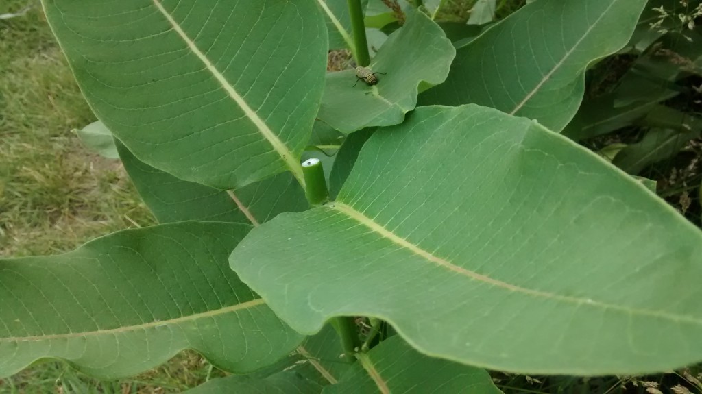 Make your cut just above a set of leaves to stimulate secondary leaf buds to grow.