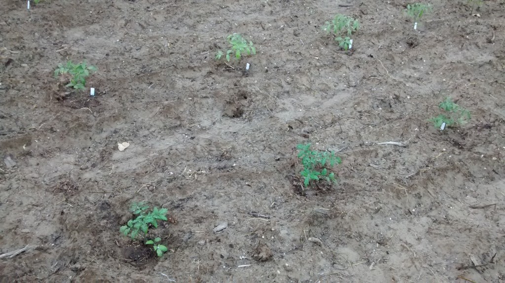 These tomato plants look like they are far apart but eventually they will together.