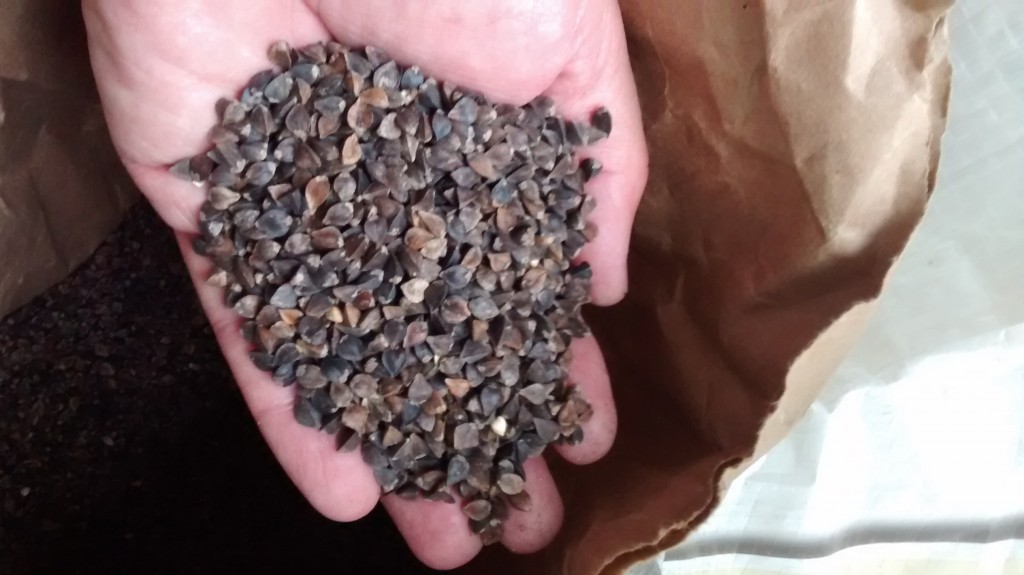 Buckwheat seeds have a distinctive pyramid shape. 