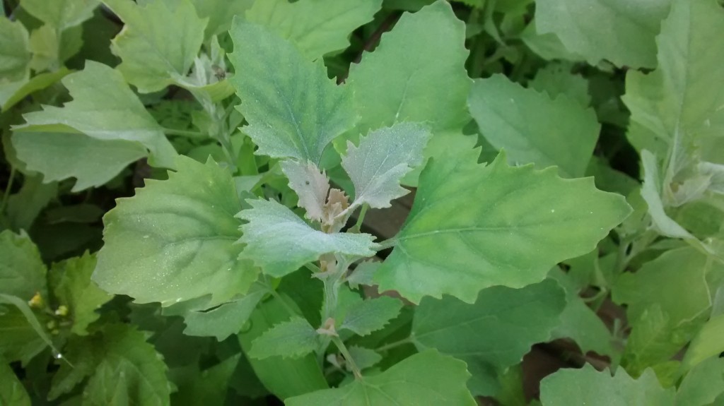 lambsquarters