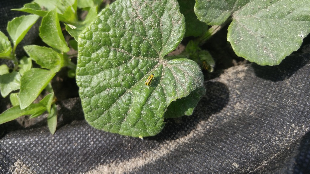 Striped cucumber beetle.