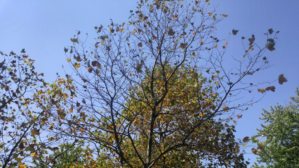 This sycamore has lost virtually all of its leaves. Compare that to the maples in the background that have nearly all of their leaves.