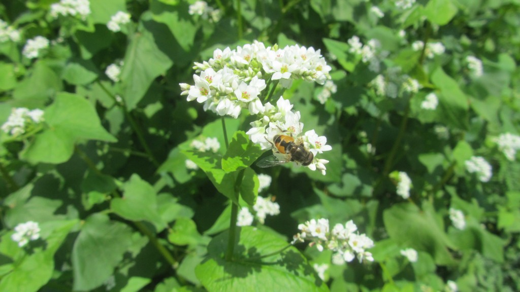 Hoverflies have a superficial resemblance to bees. 