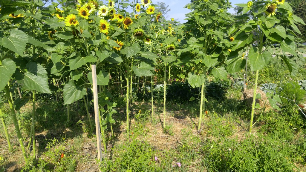 These tomatoes are struggling to grow near sunflowers.