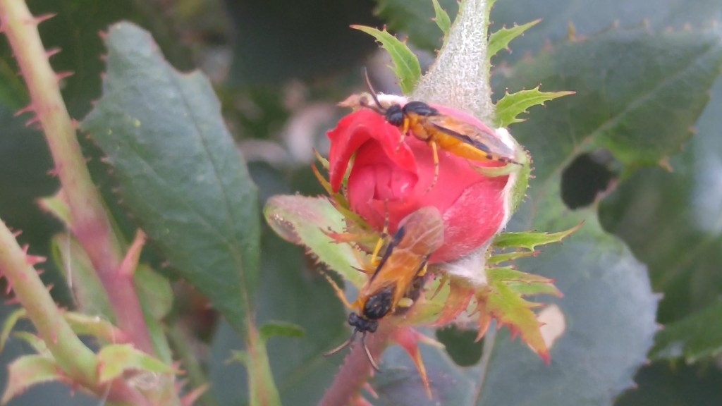 The adult sawflies do not chew on buds.