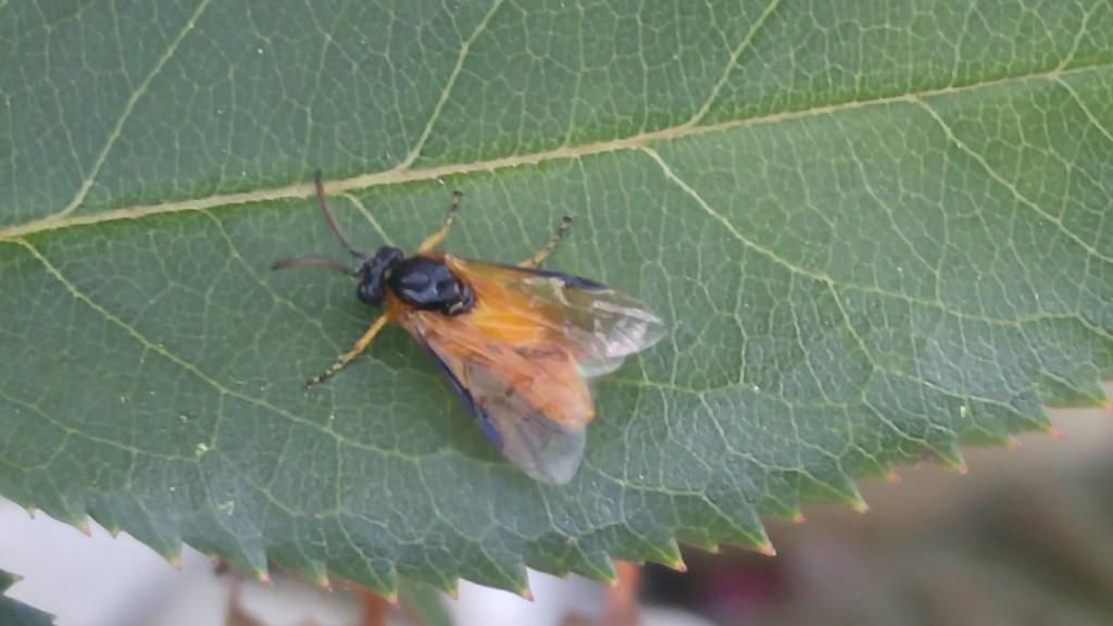 Closeup of adult sawfly.