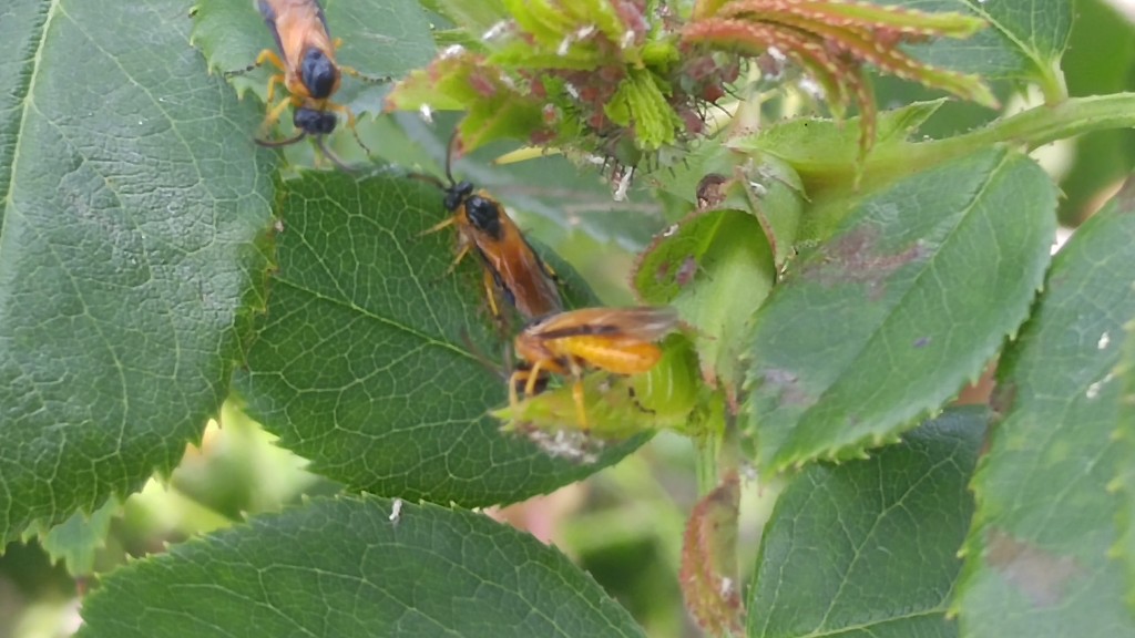 Sawflies were on every part of the plant.