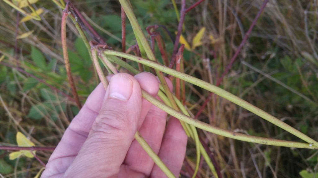 Distinctive seed pods of dogbane plant.