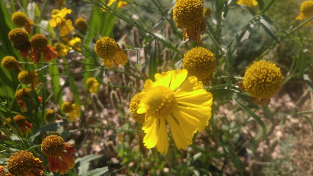 The full flower heads measure about one and a half inches across. Later the ray flowers drop off leaving behind the round disc flowers.