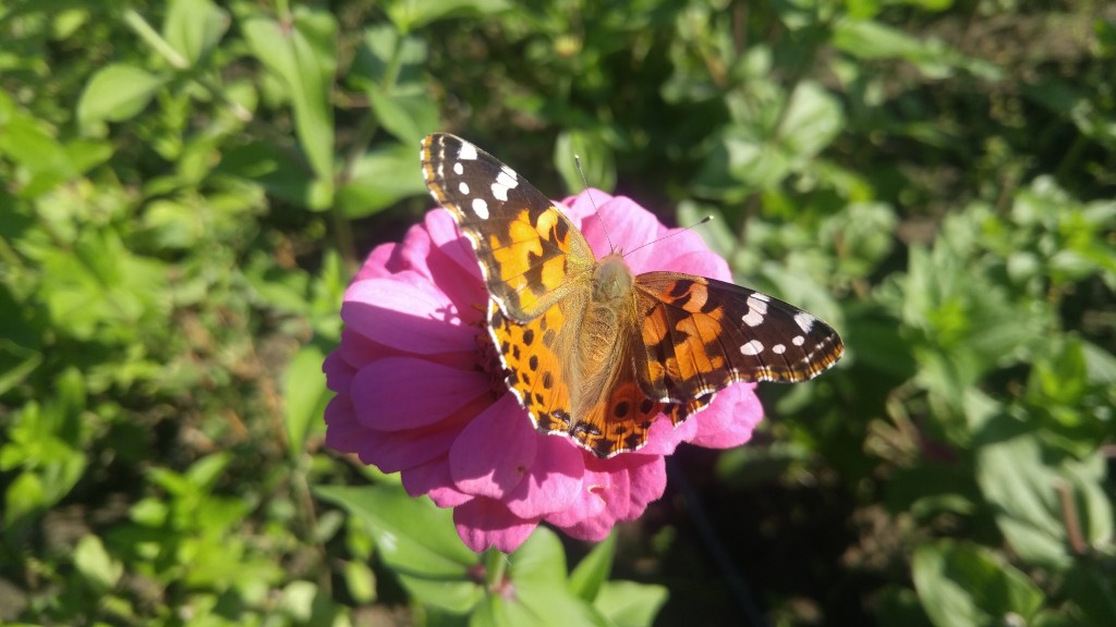 Although not as big as monarchs, painted ladies are one of our larger butterflies.