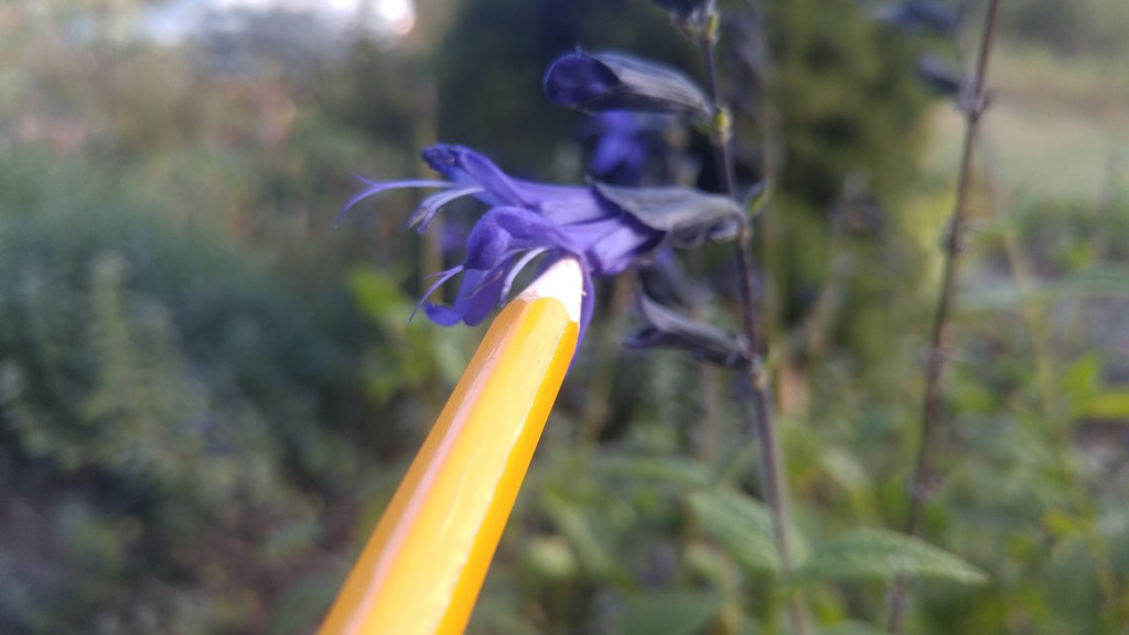 Use a pencil to mimic the pushing behavior of a bee inside the flower and watch the stamens move.