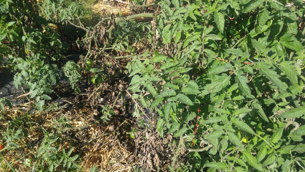 Notice the new green foliage on the Granny Cantrell plant on the right compared to the defoliated tomato on the left.