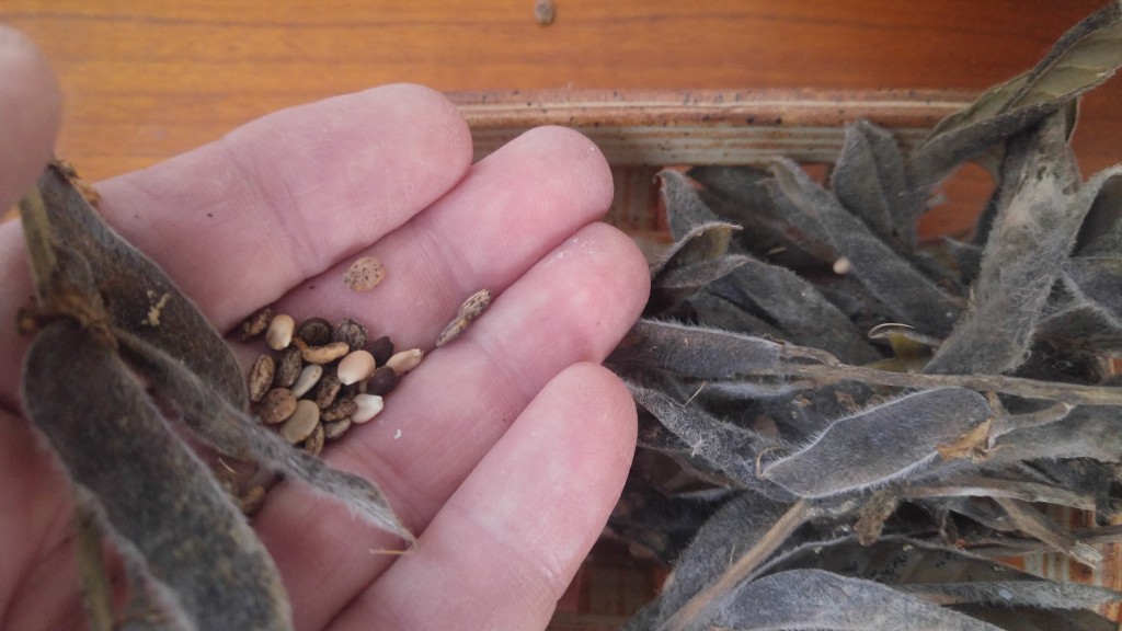 Here's a few lupine seeds that I found scattered around the house.