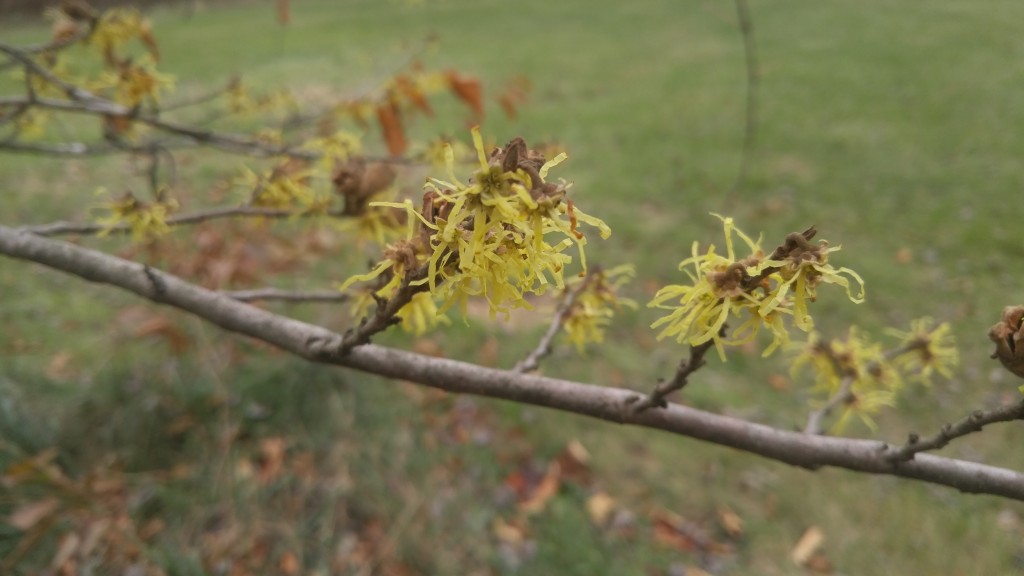 They're not gaudy or even very showy but witch hazel flowers are still a nice surprise in the fall.