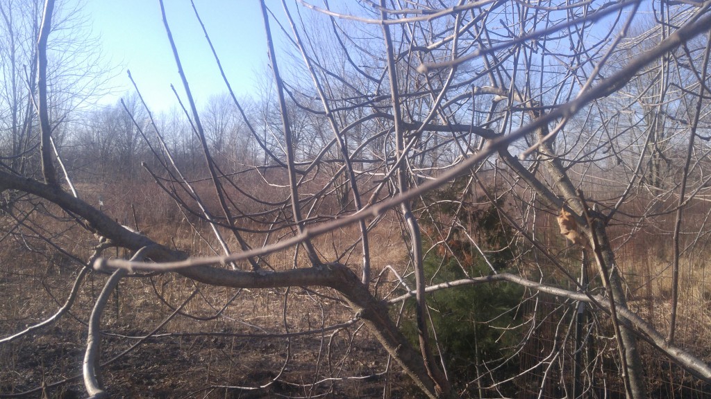 Water sprouts are those thin branches that grow straight up from the main branches.