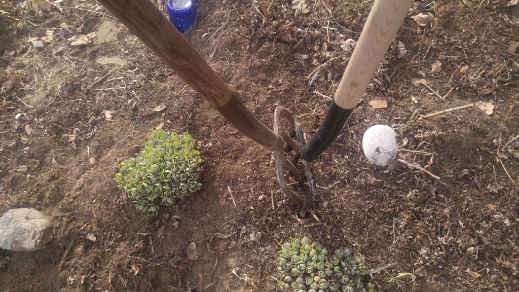 Two garden forks placed back to back can be used to   wedge apart stubborn roots.