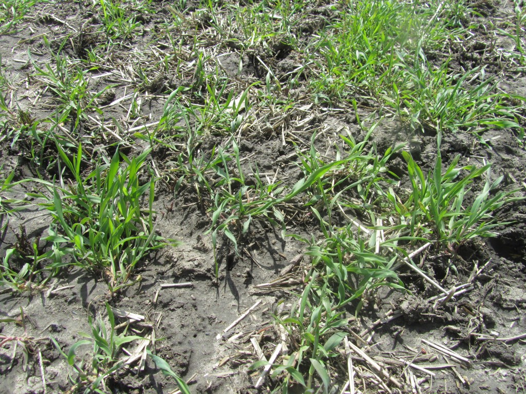 Late April the rye cover crop was way behind last years growth.