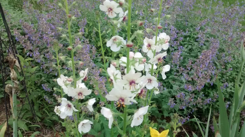 Wild flowers like verbasum make a wonderful addition to a low maintenance garden. 