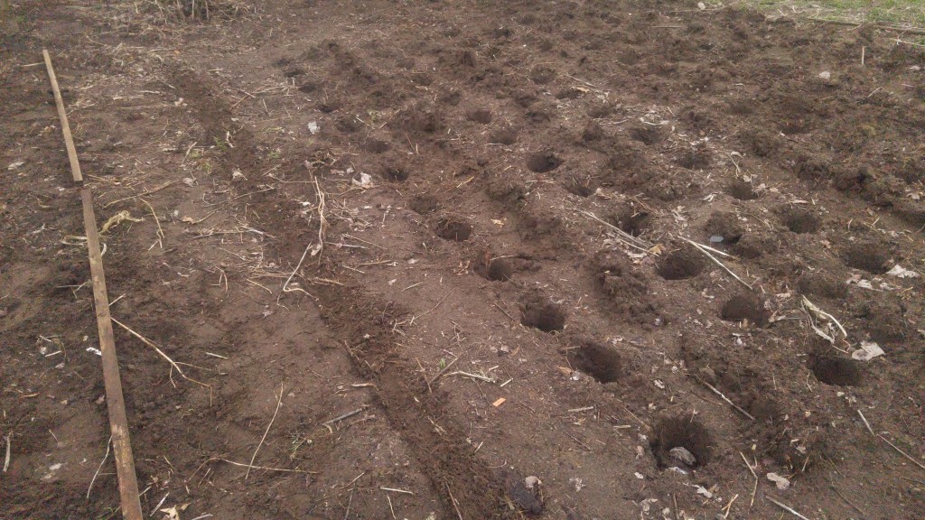 Marking the rows with a hoe first made digging the holes go faster.