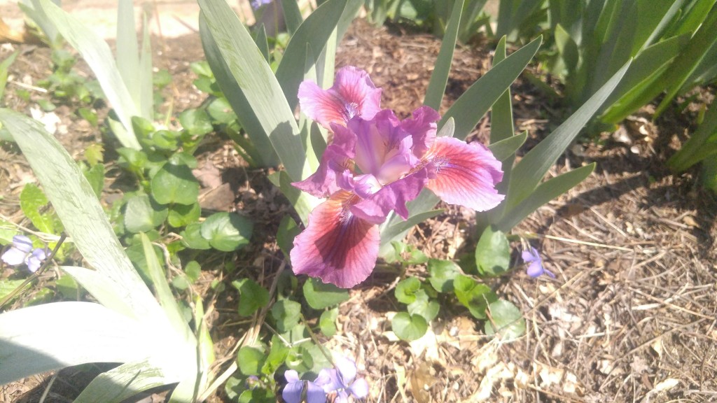 Dwarf iris flower stems are quite short compared to the irises we normally see.