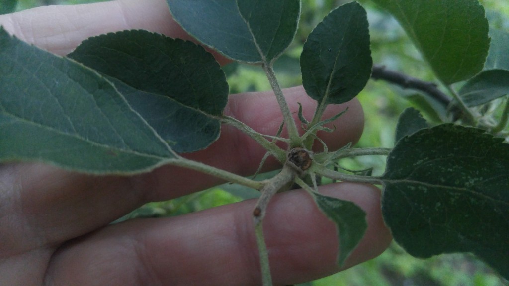 To reduce excess fruit, apple trees form an abscission layer that keeps nutrients from reaching the developing fruit.