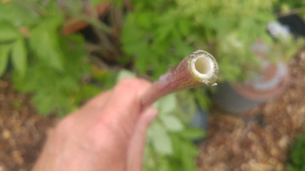 Want to impress your friends and influence people? Use a lovage stem as a straw when serving Bloody Marys. 