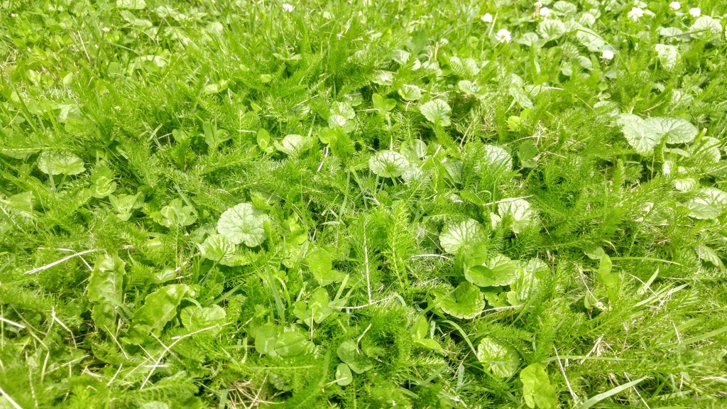 A mix of broad leaf plants is an attractive alternative to monotonous turf grass.