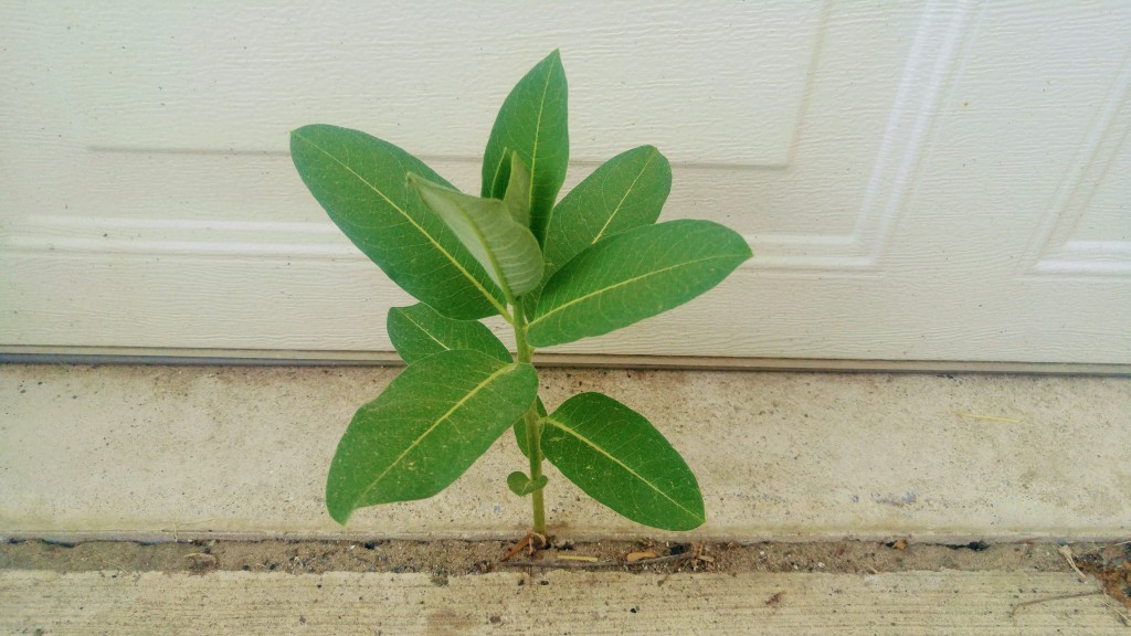 The nearest milkweed stalk is over three feet away from this shoot pushing up through the concrete expansion joint.