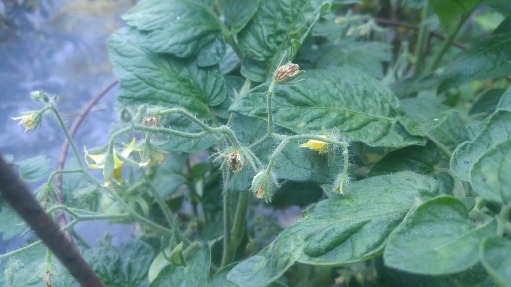 Heat damaged tomato blossoms turn brown.