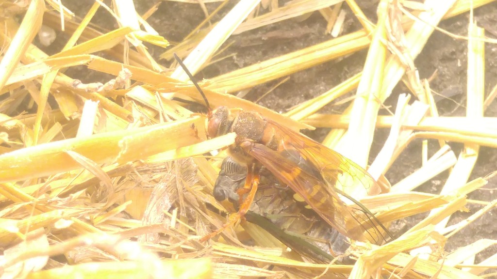 The straw slowed down the wasp enough for me to snap a photo of the wasp and her prey.