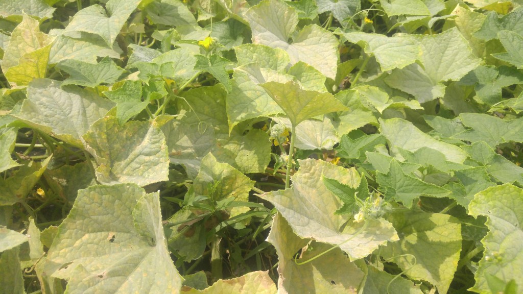 A non-resistant cucumber variety has no chance against mildew.