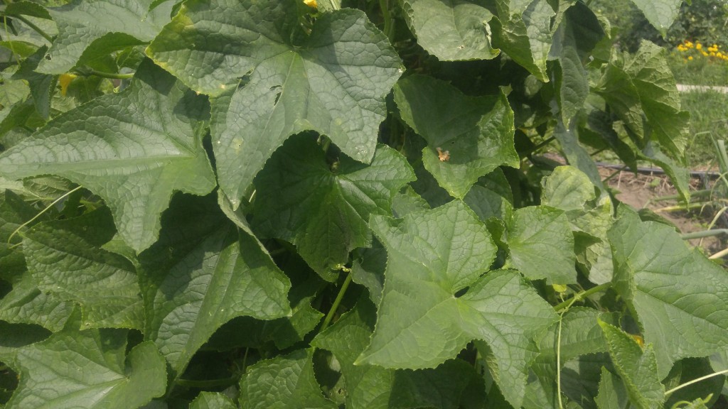 A resistant cucumber variety stays healthy when other varieties fail.