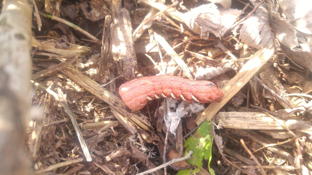 A pink caterpillar this size really catches your eye. Here the caterpillar's "horn" has shrunk down to resemble an eye.