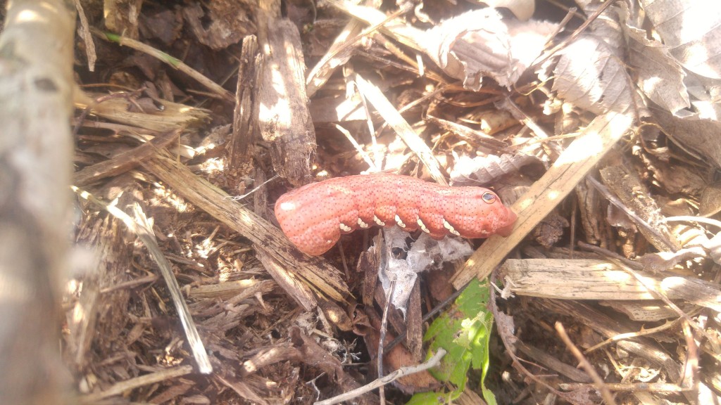 A pink caterpillar this size really catches your eye. Here the caterpillar's "horn" has shrunk down to resemble an eye.  