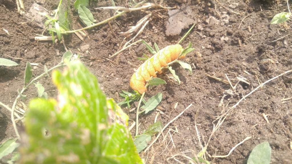 The yellow caterpillar was feeding on concord grape leaves.