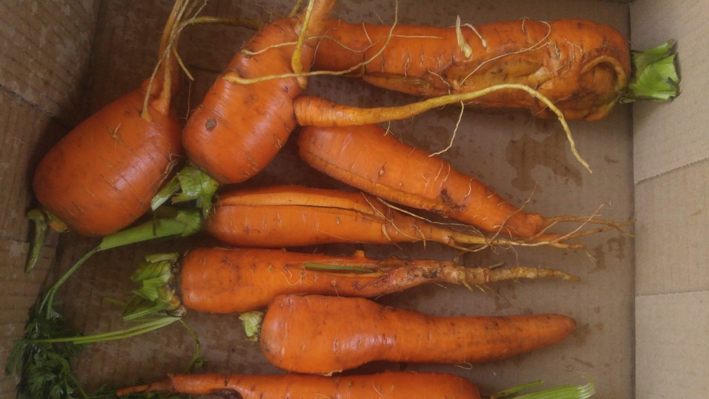 Crooked carrots are harder to peel but are still tasty.