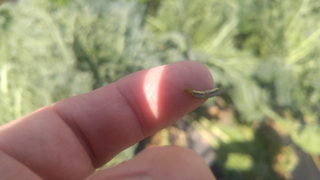 This cross-striped caterpillar is a true caterpillar.