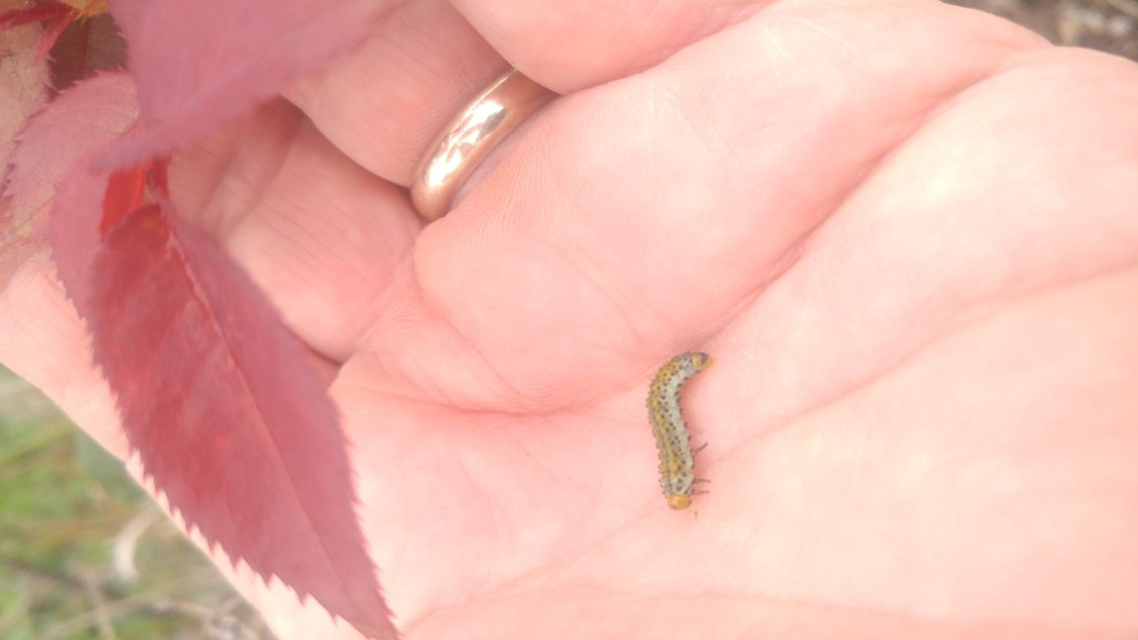 At this stage of development, this rose sawfly larva looks like a caterpillar but is not. 