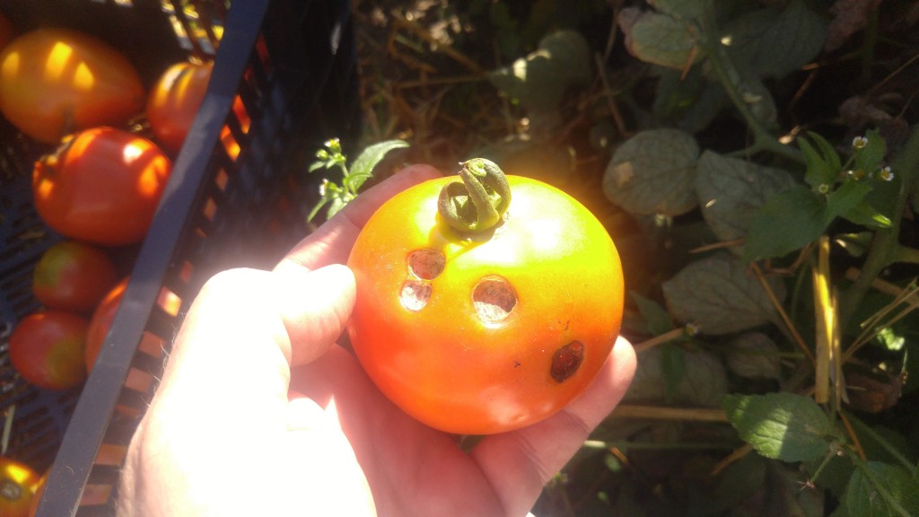 Typical tomato fruit worm damage.