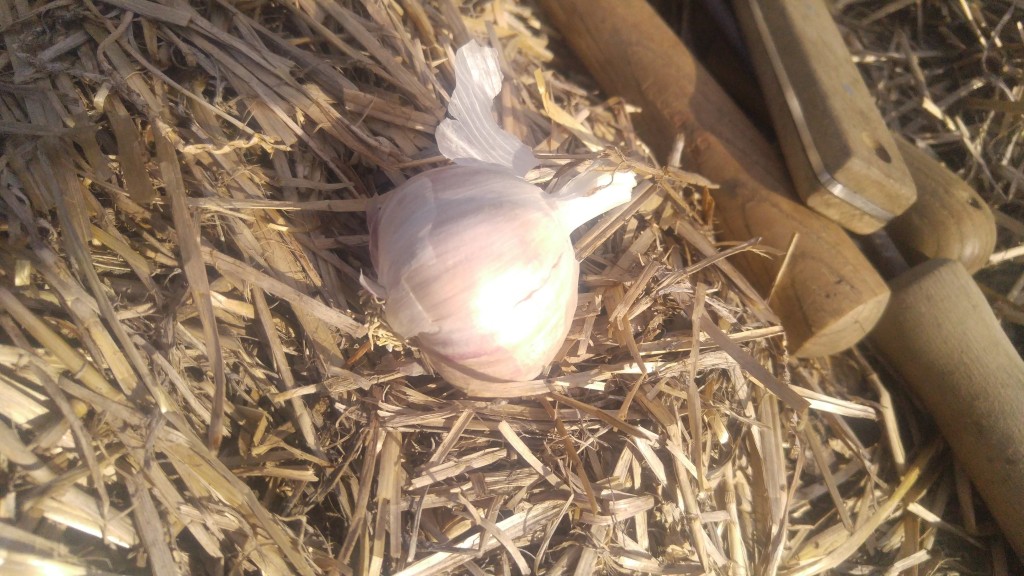 Garlic for planting looks just like a bulb from the grocery store produce department.