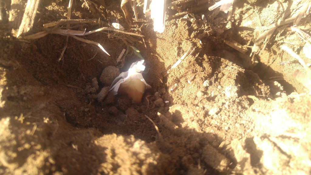 Cover the cloves with one  to two inches of soil.