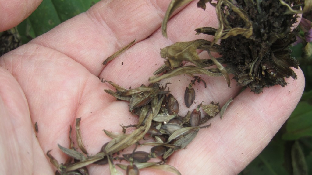 Once dried, the seeds easily separate from the petals. 