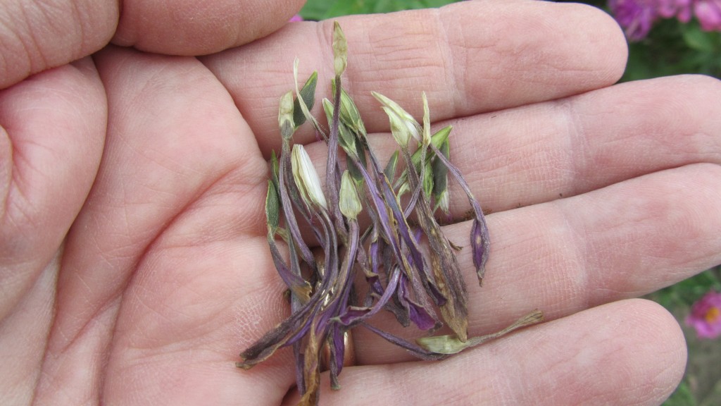 Seeds are produced at both ray flowers (edge)and disk flowers (center)