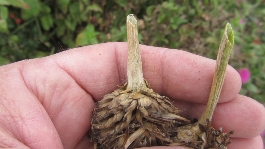 I like to wait until the flowers are well dried before harvesting the seeds.