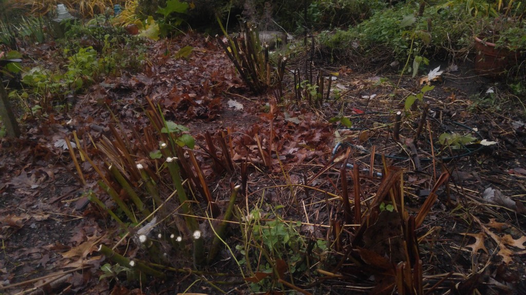 Some gardeners prefer to clear the debris from their garden in the fall.