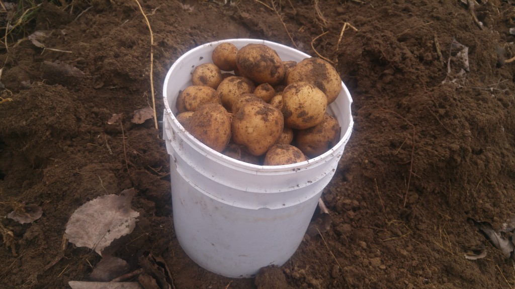 My first bucket of potatoes from this patch.