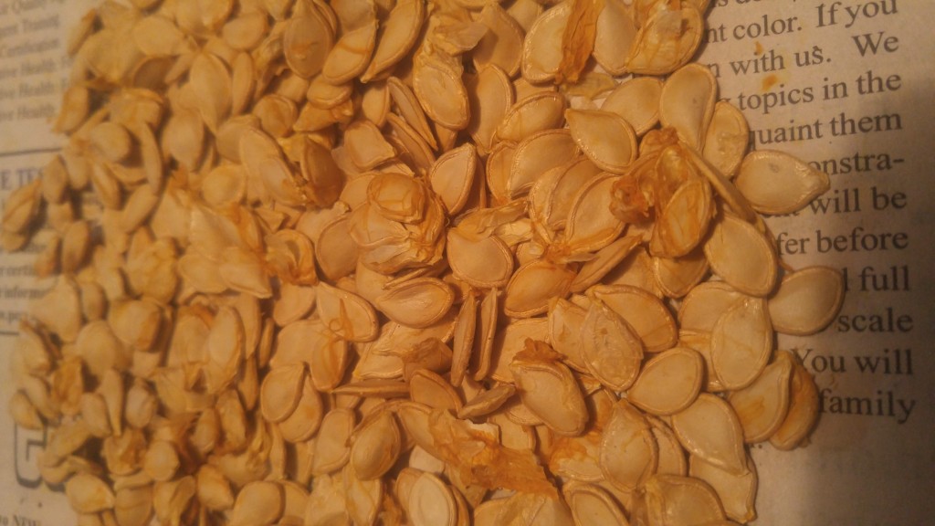 Gourds are filled with seeds and have very little flesh. These are seeds from a single gourd.